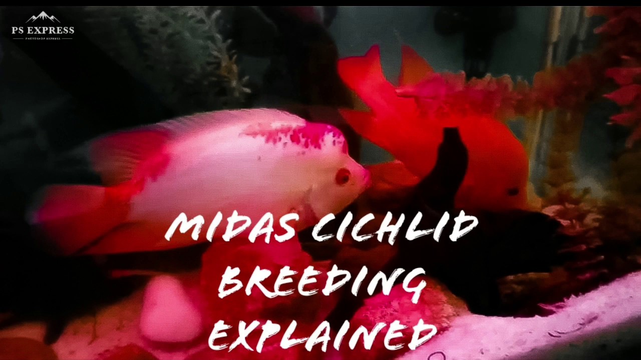 Midas cichlid breeding explained