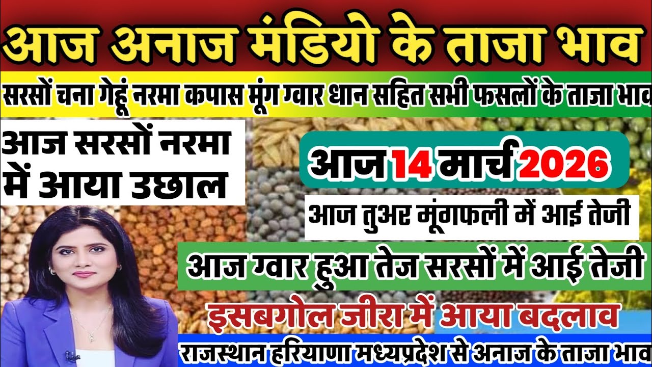 Grain Market Prices | 14/03/2026 Today, mustard, cotton, guar, peanuts, mung beans have seen a rise. There has been a change in cumin and psyllium.