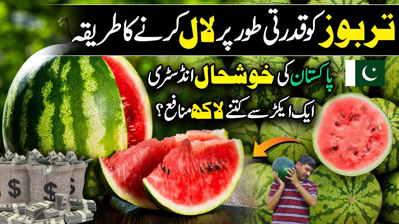 Watermelon Business in Pakistan Explained | Kissan Ka Pakistan | Discover Pakistan