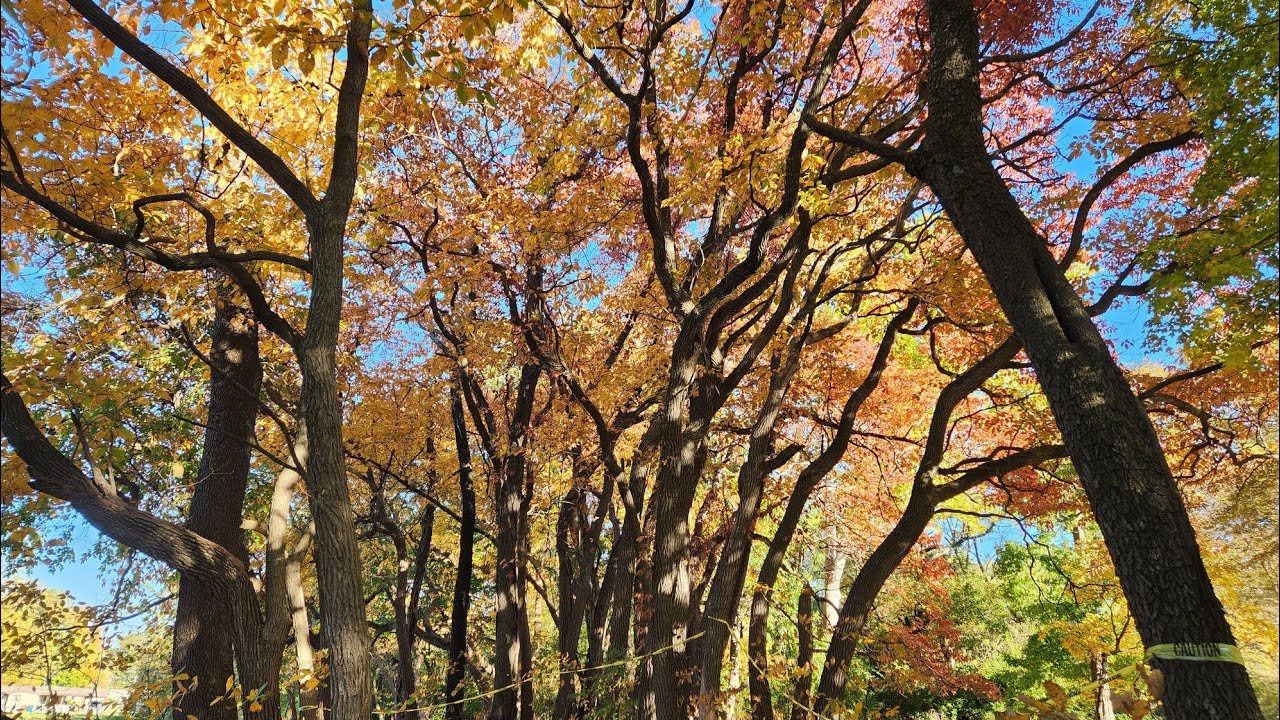 Beauty of fall colors #fall #fallcolors #fallcollection
