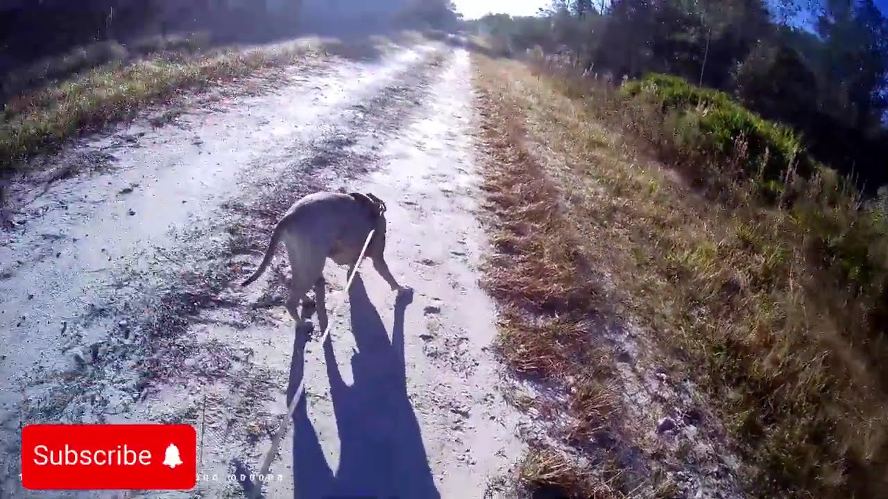 Skunk Ape Hampton track
