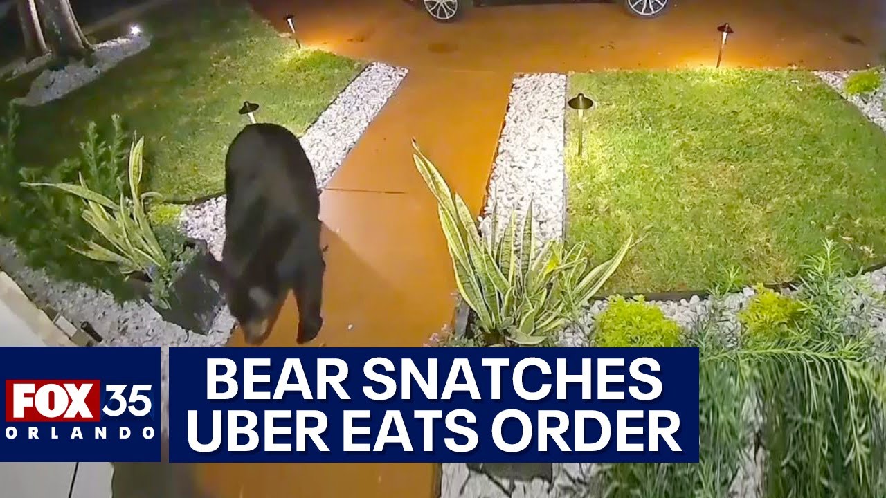 Bear steals Uber Eats order off Florida family’s front porch minutes after delivery