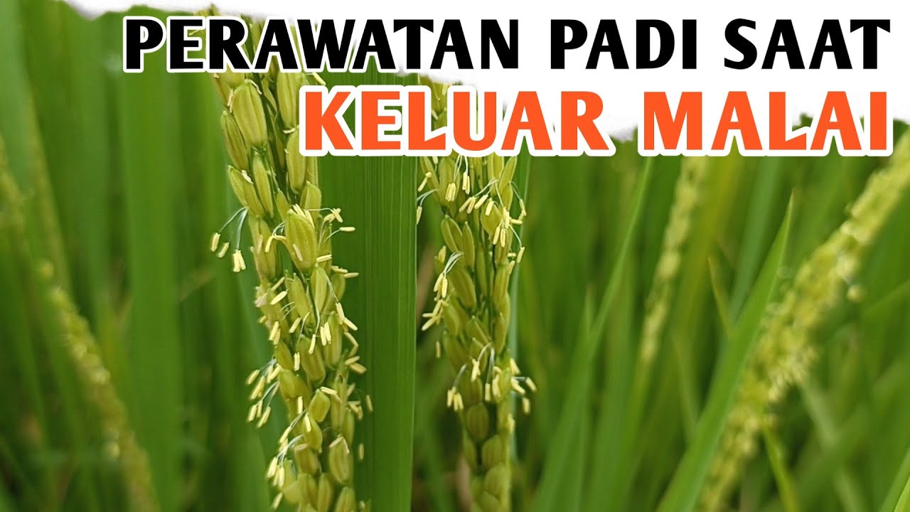 Cara Melakukan Perawatan Padi Saat Keluar Malai dan Berbunga