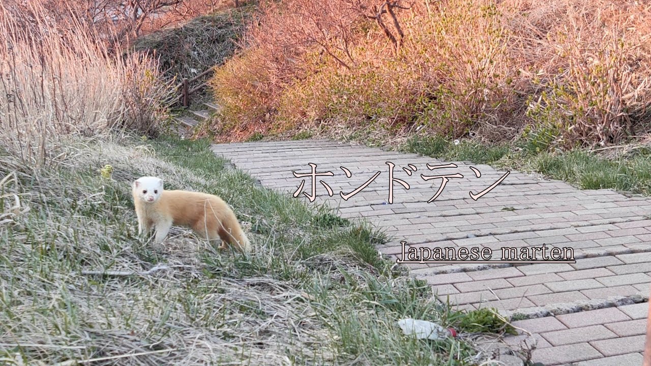 かわいいどうぶつ　ホンドテン [Japanese marten]