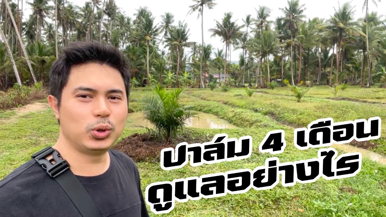 ปาล์มเพิ่งปลูก 4 เดือน ดูแลอย่างไรดี