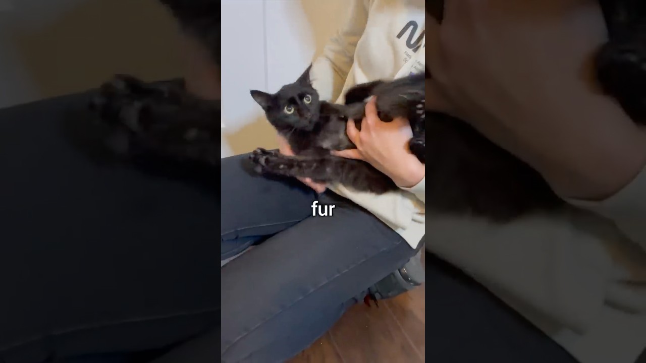 Rescuing A Stray Kitten
