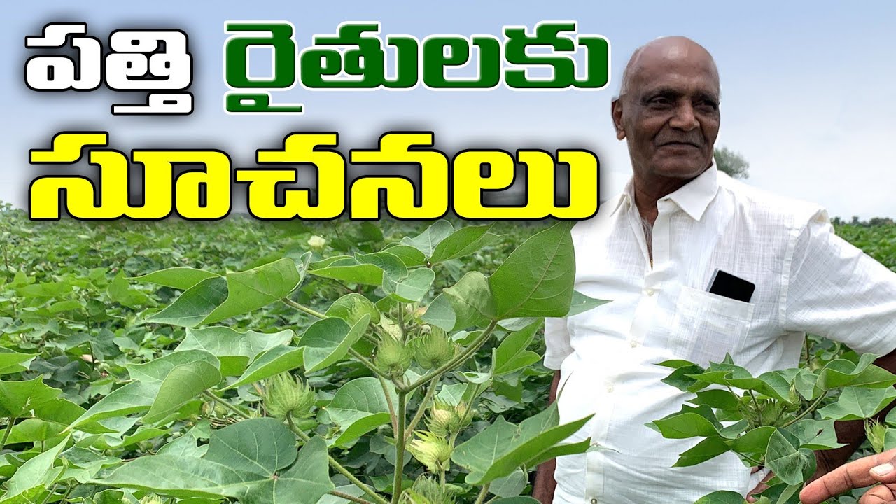 పత్తి రైతులకు సూచనలు|| Ponnu Swamy Oil Farming Explained - Ponnu's Rythu Seva Kendram