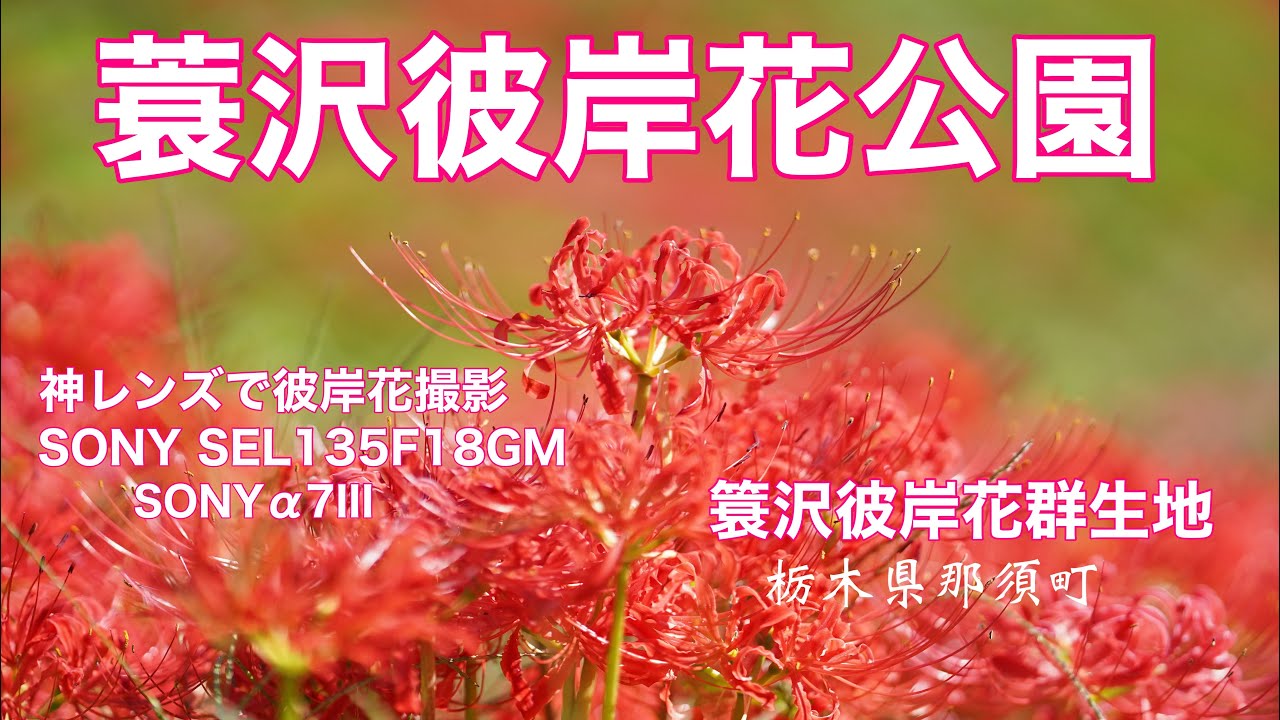 Парк красных паучьих лилий Минодзавы: красные паучьие лилии, сфотографированные с помощью божеств...