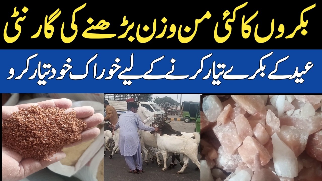 Best goat farming training in Pakistan