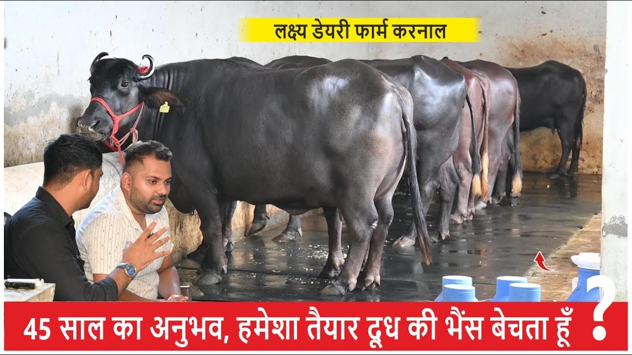 45 साल का अनुभव, हमेशा तैयार दूध की भैंस बेचता हूँ || LAKSHYE DAIRY FARM KARNAL