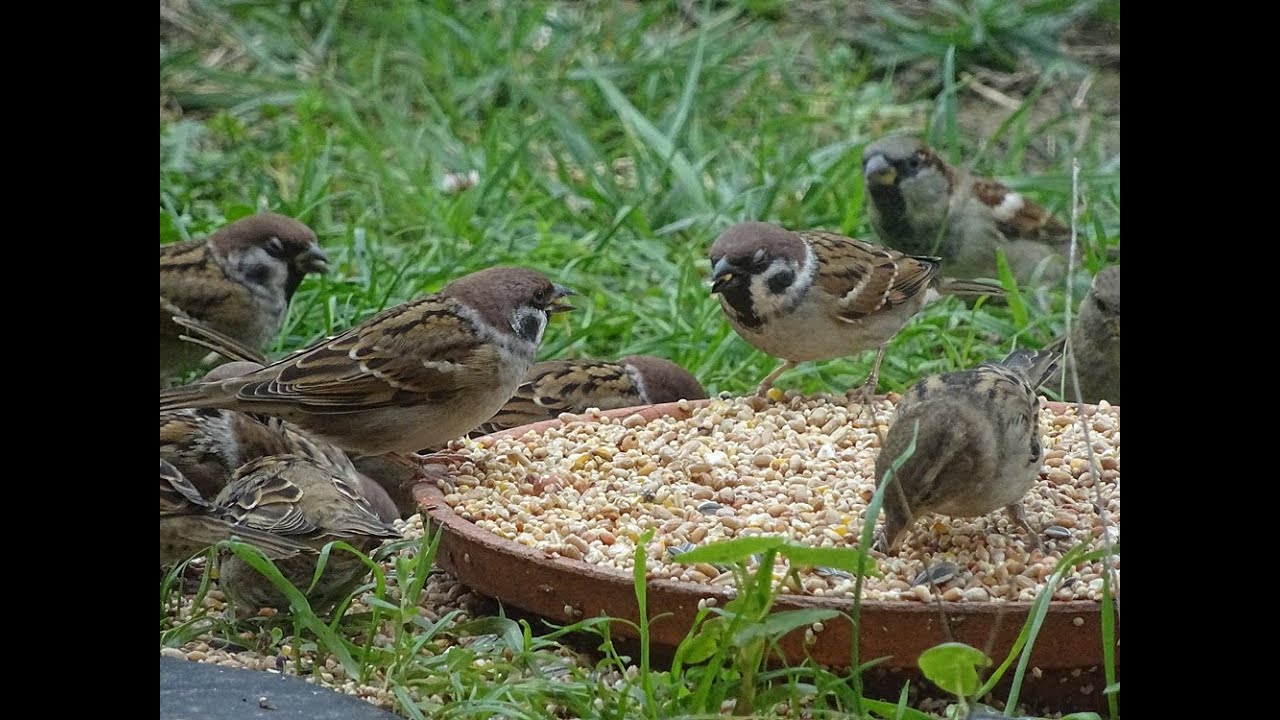 RECONNAITRE LE MOINEAU FRIQUET DU DOMESTIQUE
