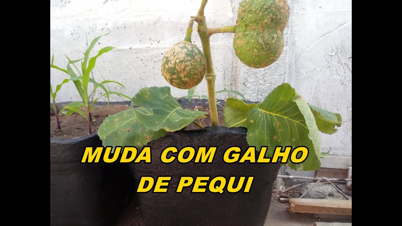 COMO ENRAIZAR GALHO DE PEQUI MUDA DE PEQUI POR GALHO É POSSIVEL