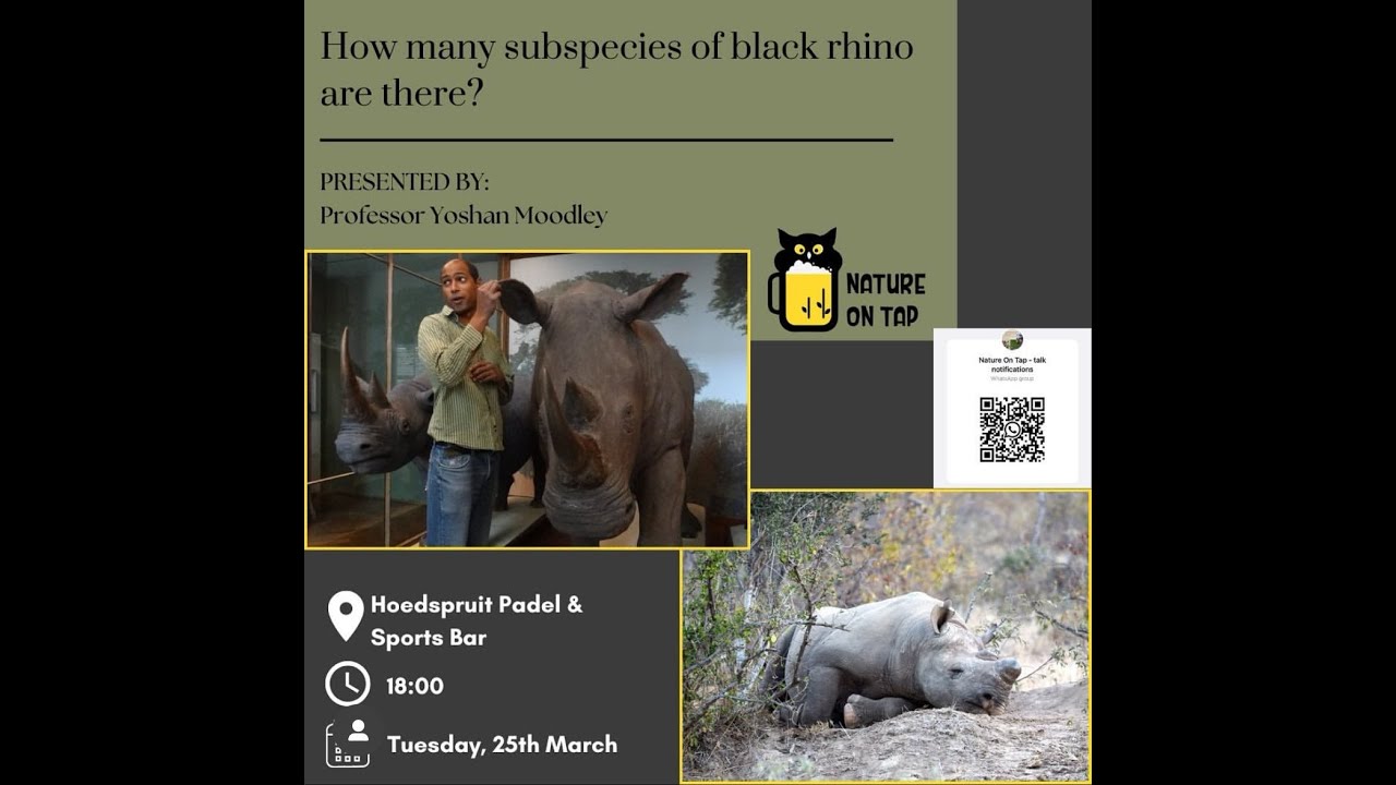 Nature On Tap - How many subspecies of black rhino are there?