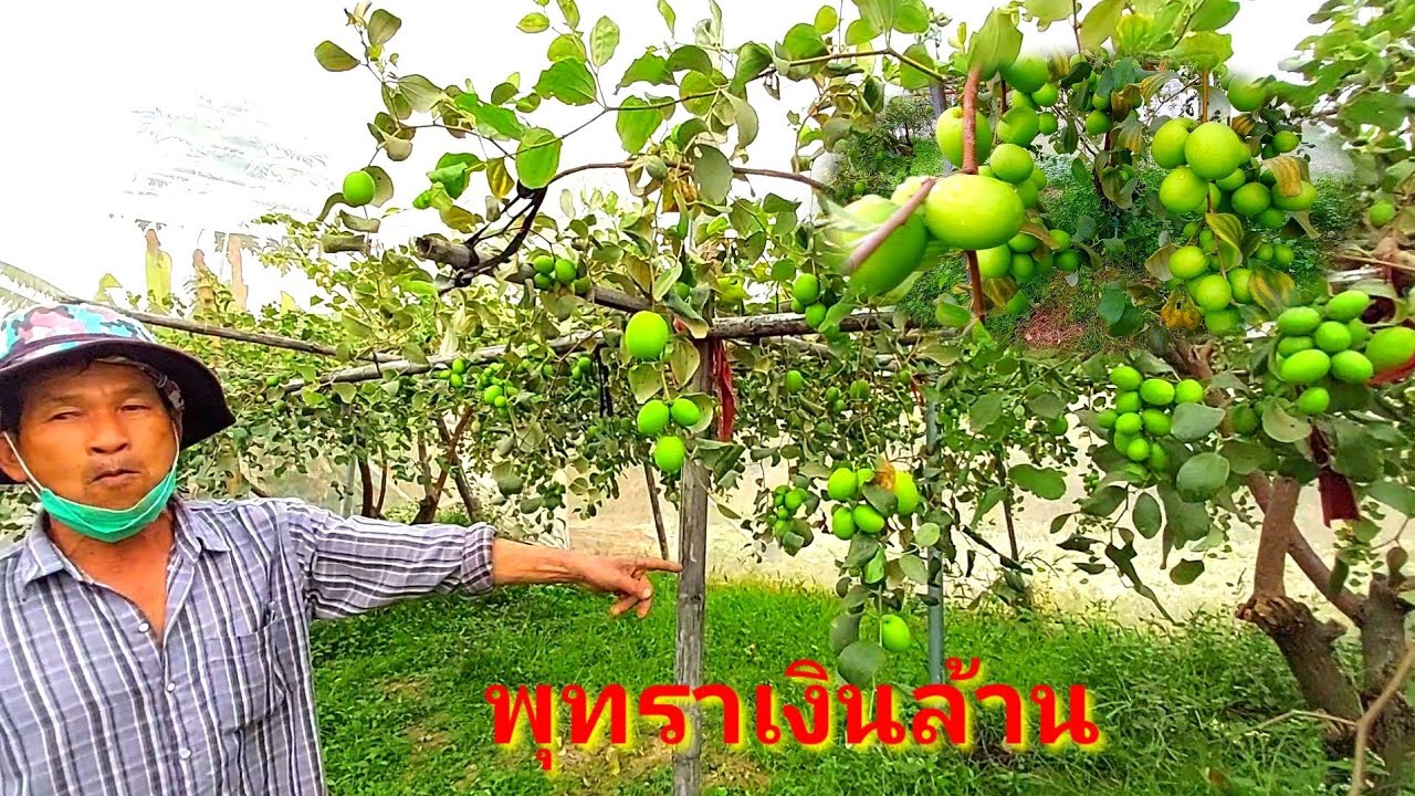 ปลูกพุทรานมสด 1 ไร่ ได้ 1 แสนบาทต่อปี
