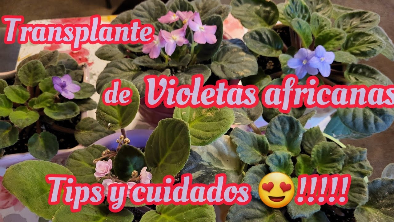Violetas africanas y sus cuidados para que dure su floracion y para que floresca todo  el año