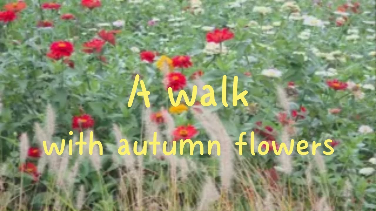 [4K] A walk with autumn flowers : change of mood, relaxing, stress relief