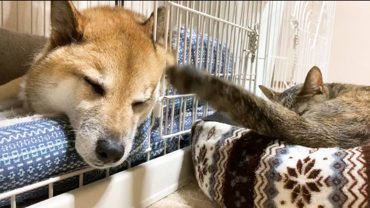 お姉ちゃん猫が子猫にしてあげていた尻尾遊びを柴犬にもしてあげると…　When a cat plays tail on a shiba inu