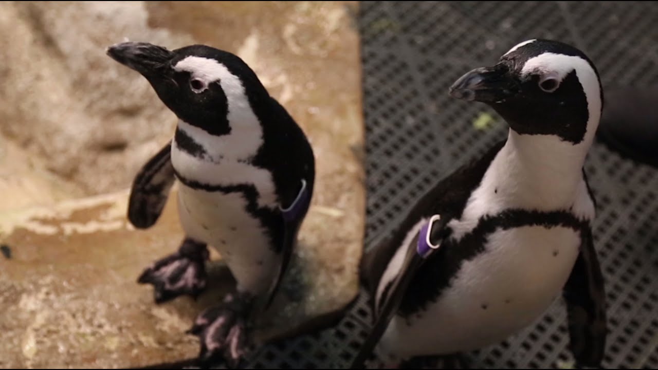 Pairing Penguins for Conservation | California Academy of Sciences