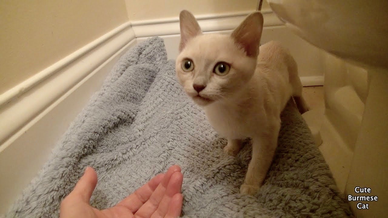 How to Help a Shy Scared Kitten | First Days Home!