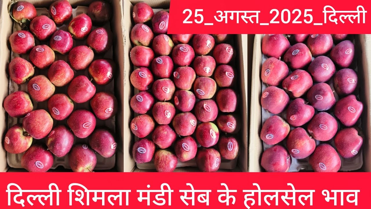 August 25, 2025 दिल्ली 🍎 सेब के होलसेल भाव Delhi mandi today apple market price delhi fruit market