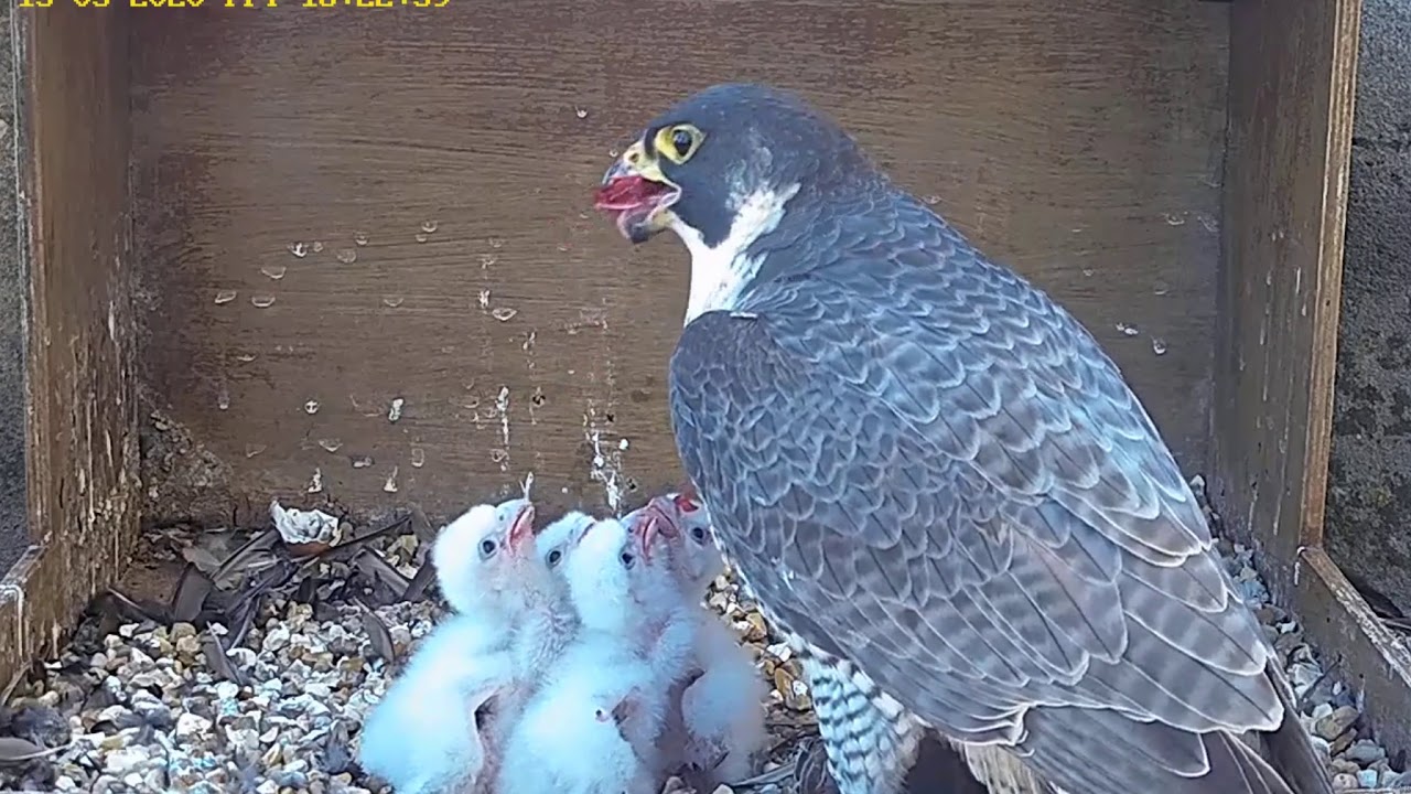 ~ Chichester Peregrines - Sokoły Wędrowne - KARMIENIE CZWORACZKÓW ~ 15/05/2020