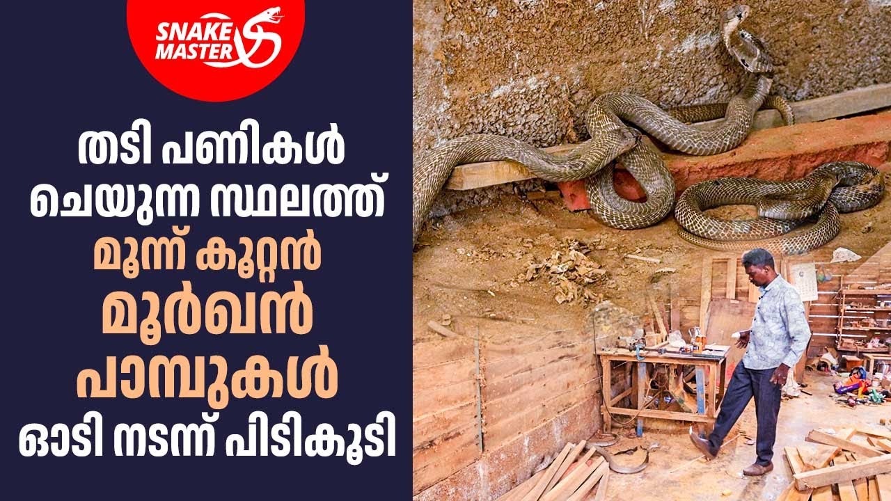 മൂർഖൻ പാമ്പ് മൂർഖനെ കടിച്ചു, അമ്മ മൂർഖൻ പാമ്പ് ഓടി | Vava Suresh | Snakemaster EP 1048