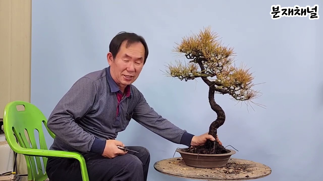 분재관리 375강 황금소나무의 분갈이