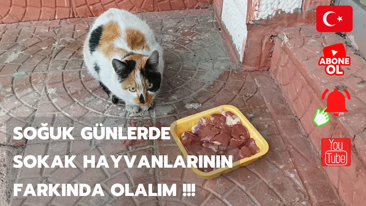 Sokak Hayvanlarının özellikle soğuk kış günlerinde farkında olalım...🌹🌹🌹