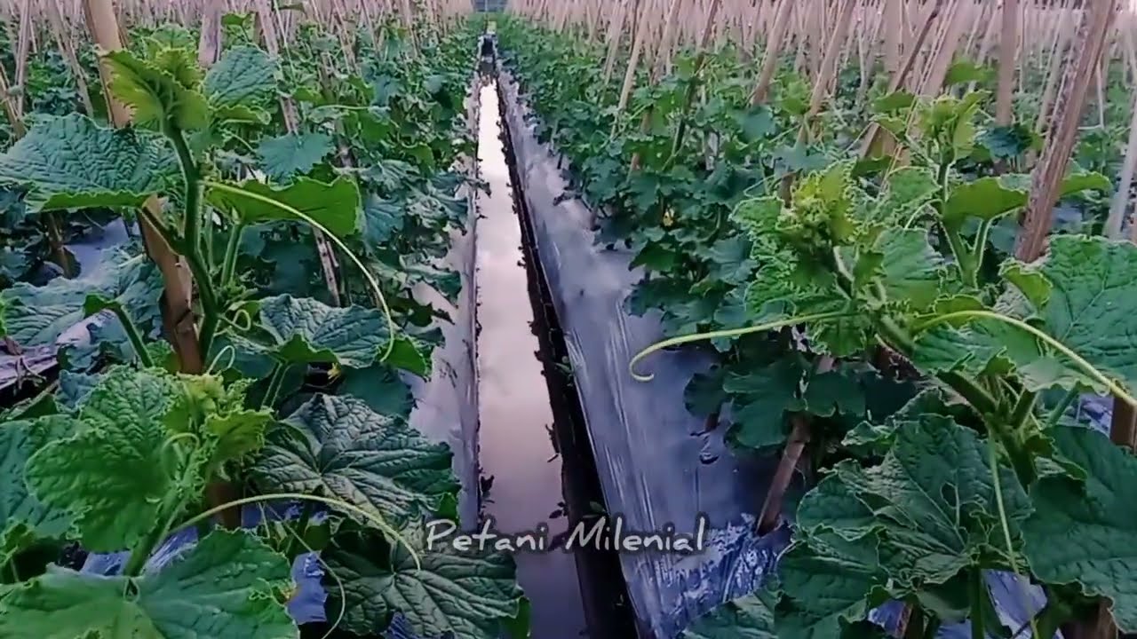 Panduan menanam melon dan semangka #semangka #melon