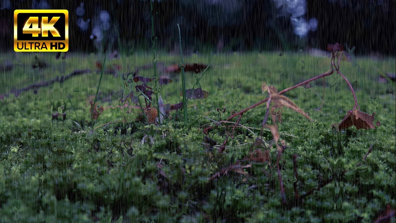 4K 小雨の音で深いリラックス 70分 / Relax in the drizzle