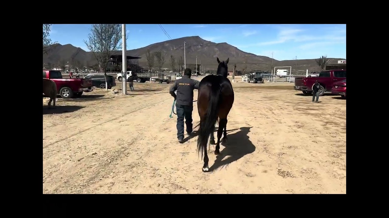 La Norteña C. Rancho Viejo vs El Conde C. Vaqueros / 250 yds - Las Encinas Race Track!