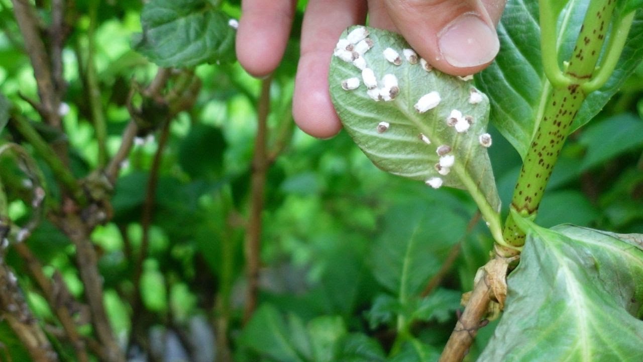 Blattläuse biologisch bekämpfen | mit Wunderwaffe Neemöl?