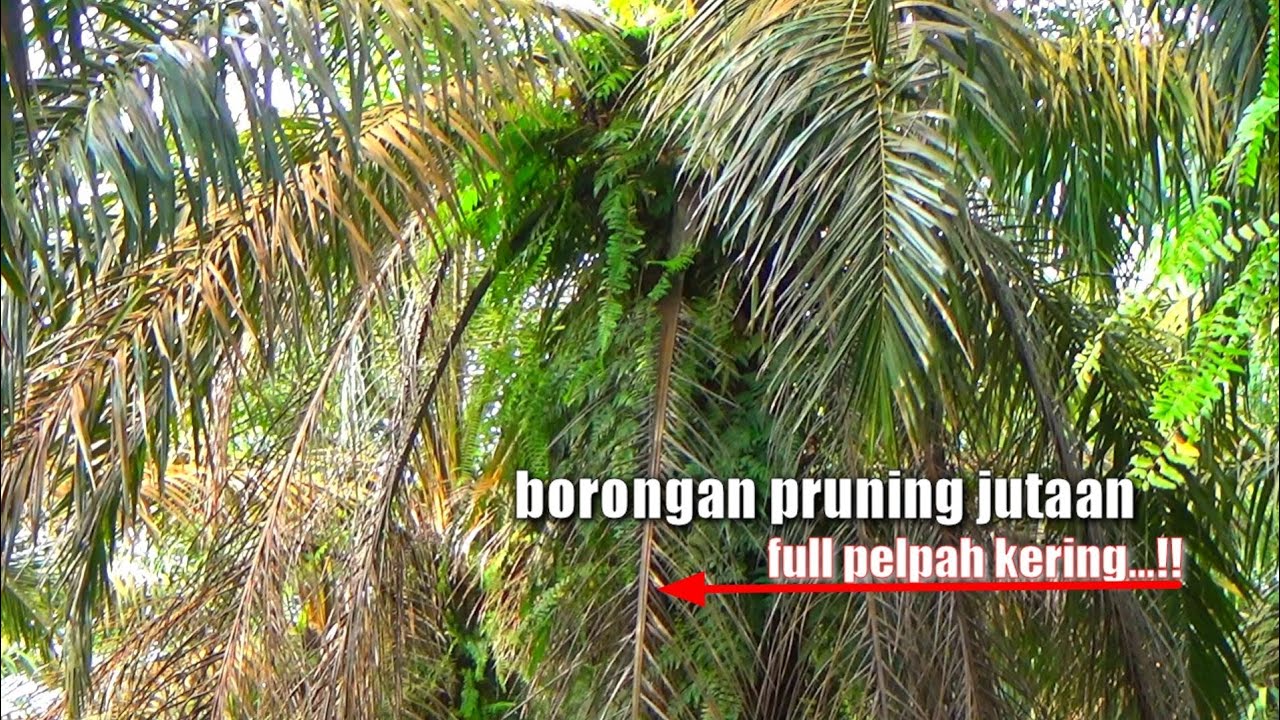 PARAH BROO .!! UNTUNG EGREK AKU SUPER TAJAM || DAPAT BORONGAN PRUNING POKOK SAWIT SEPARAH INI