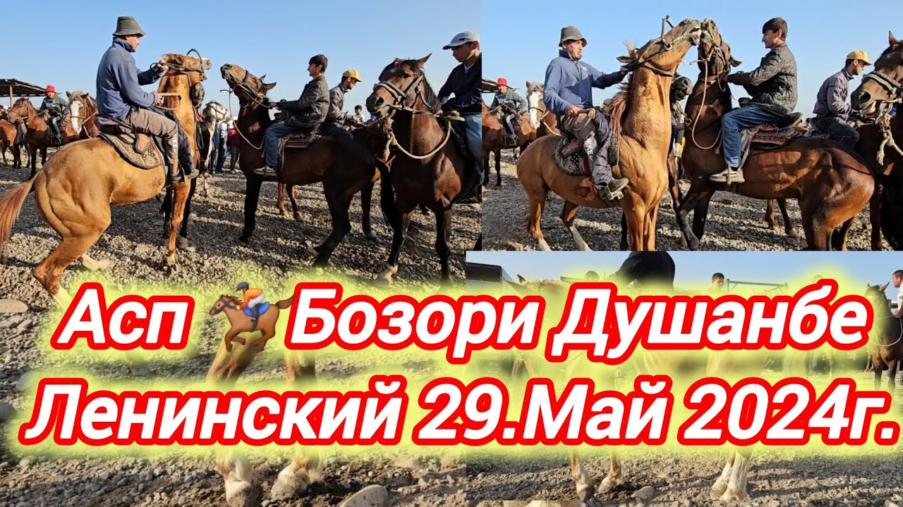 АСП БОЗОРИ ДУШАНБЕ ЛЕНИНСКИЙ АСПИ ОЧА БАЧА БУГУЗ ВА БАРОИ БУЗКАШИ УЛОГ