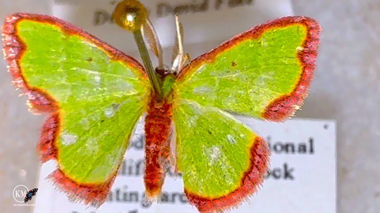 MOTH COLLECTION   BEAUTIFUL GREEN GEOMETRID ANGLE WING MOTHS