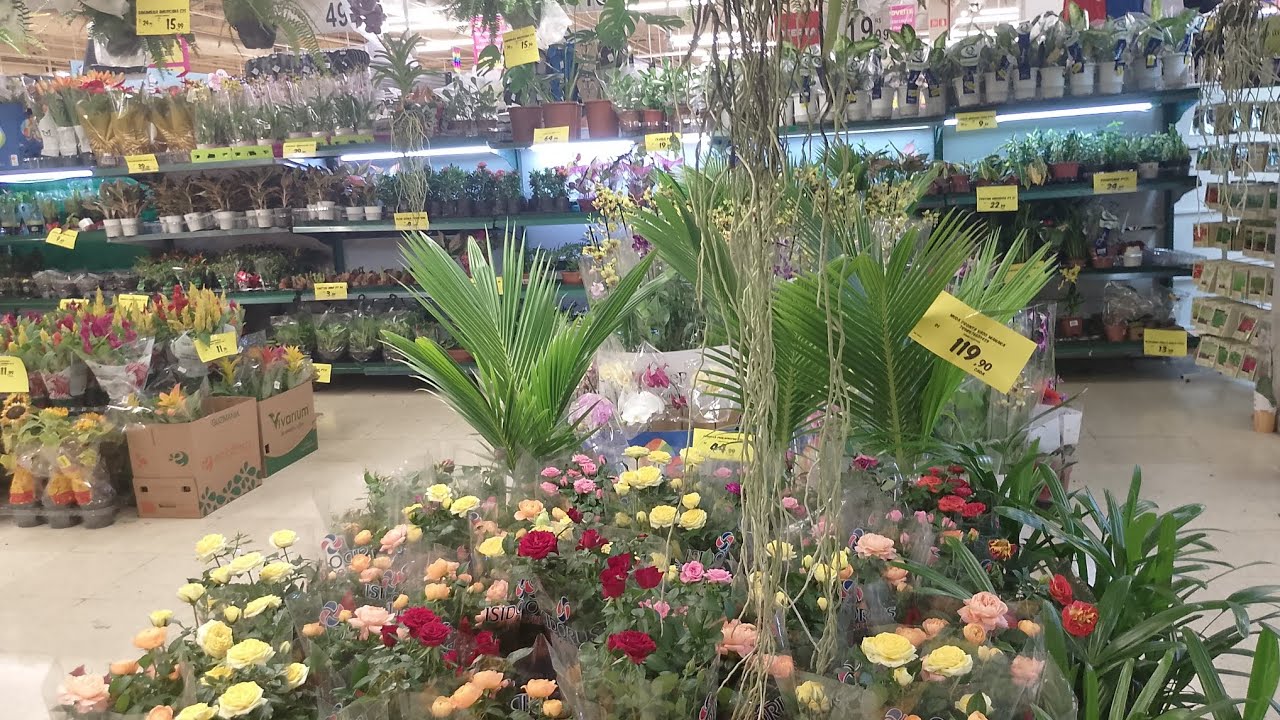 #Terçã feira CARREFOUR dia 3 de fevereiro Norte Shopping RJ vem que tem plantas lindas 