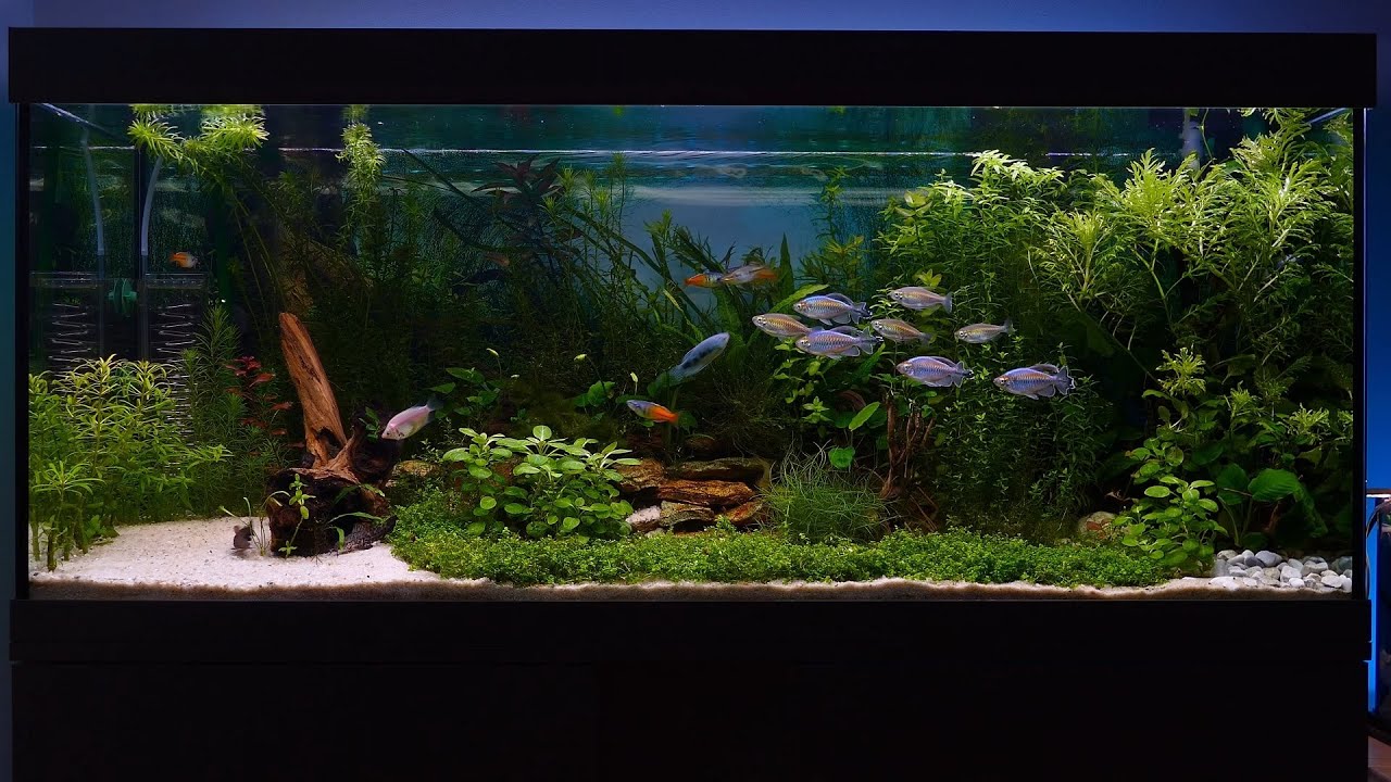 Eheim 240l - relaxing video