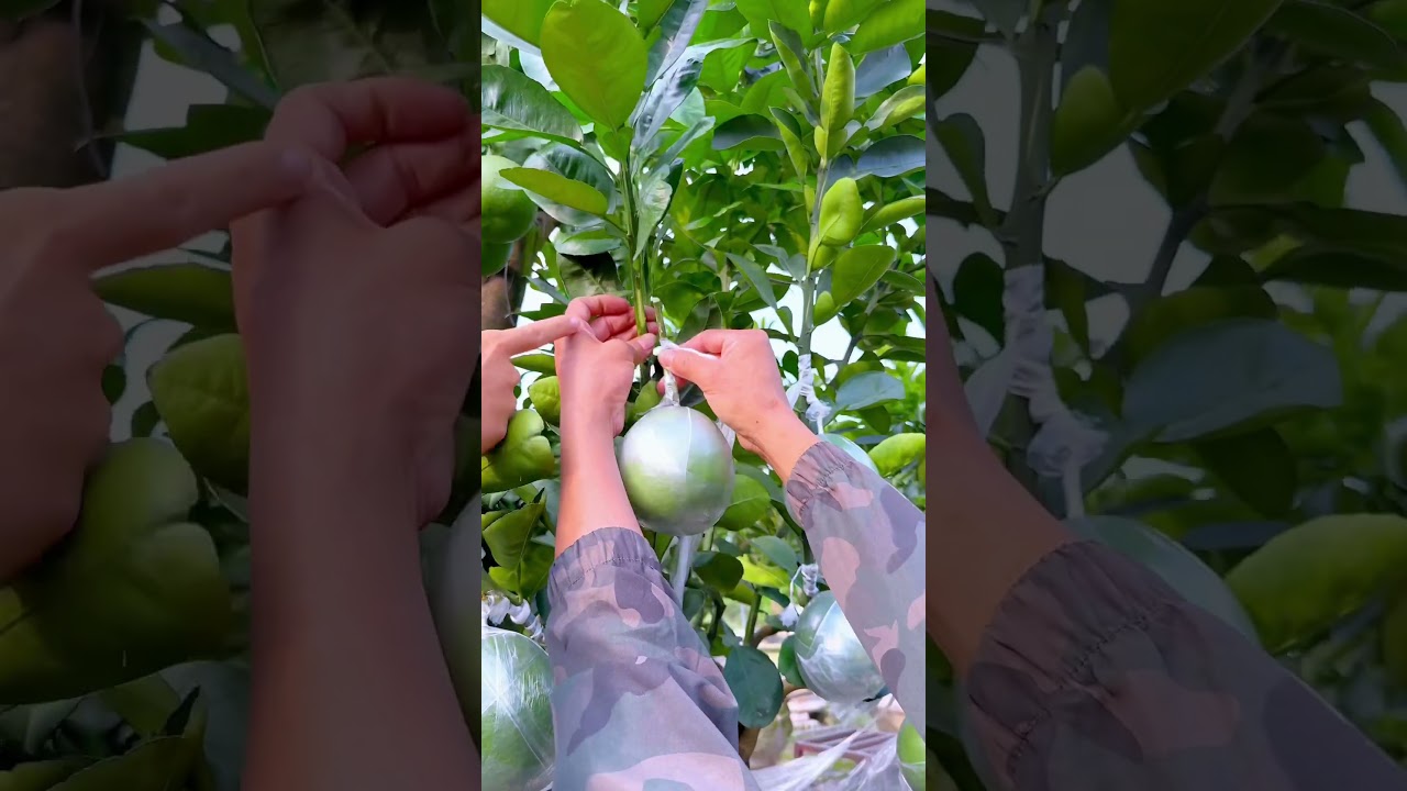 C&aacute;ch gh&eacute;p bưởi cảnh đẹp 0332219868 e Ngọc HN