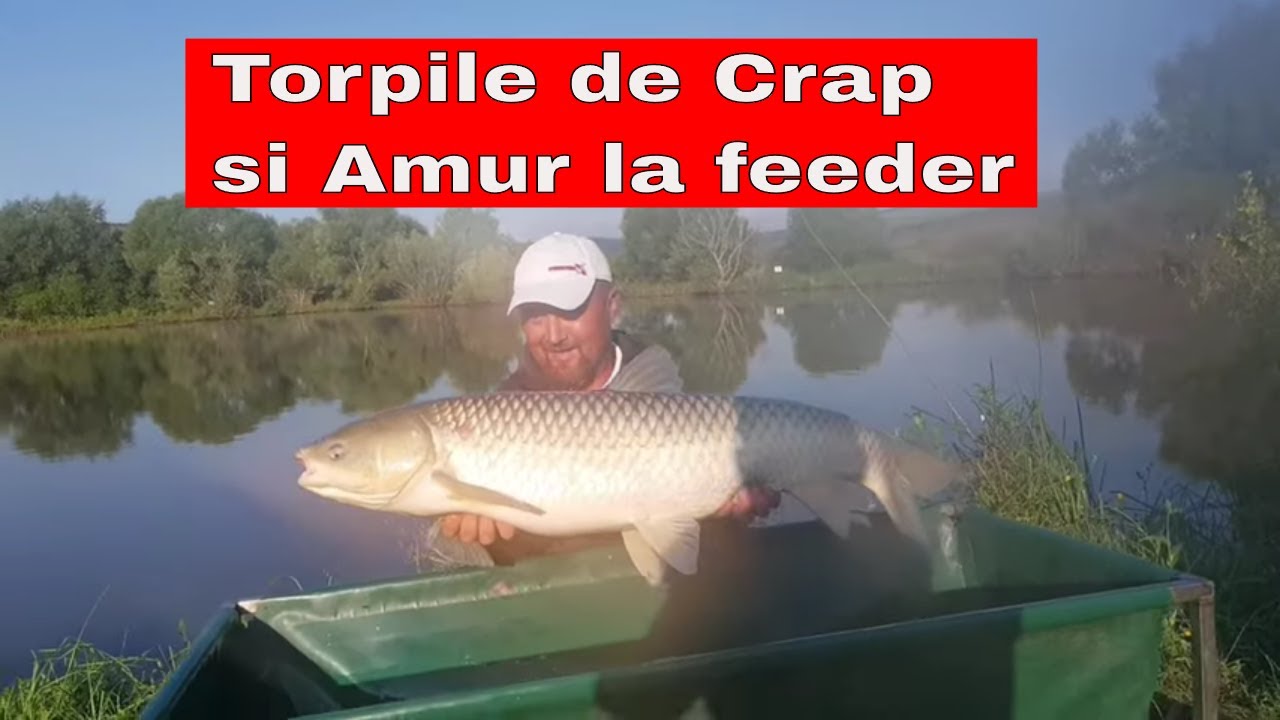 Torpile de crap si amur la feeder