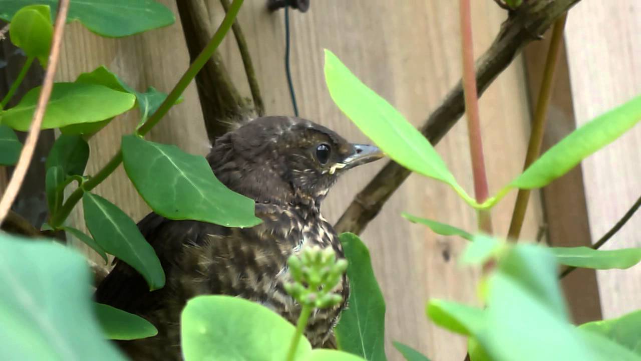 baby black bird:  first flight in my garden