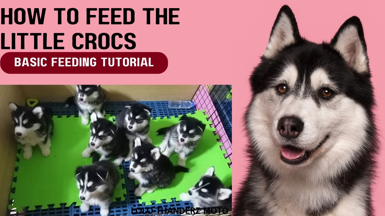 Paws & Plates: What My Huskies Eat in a Day