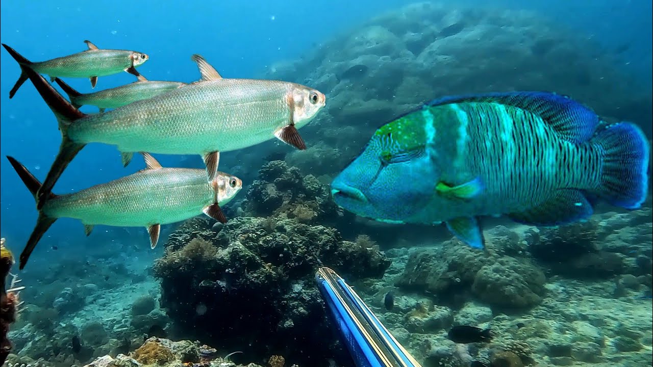 Berburu Gerombolan Bandang Monster Dan Hampir menembak Ikan Terlarang