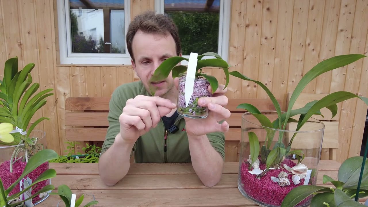 Perché la giusta dimensione del vaso è fondamentale per le orchidee