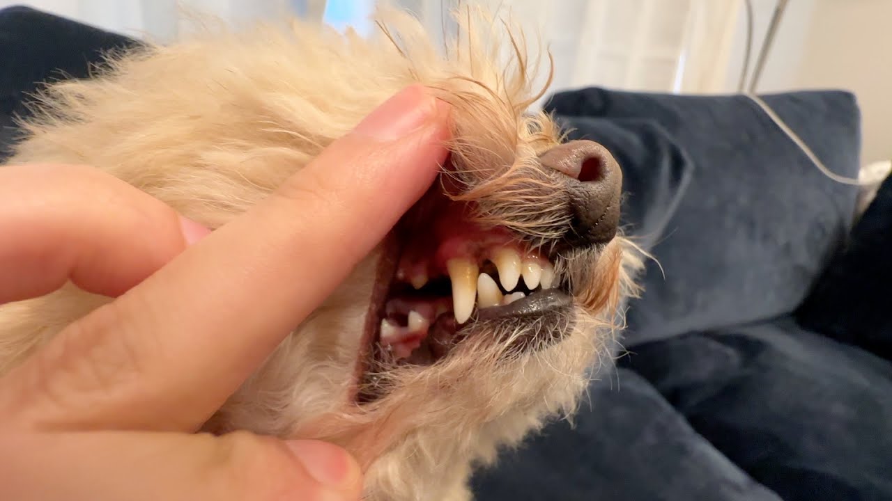 犬生初めての歯石除去をやってみた