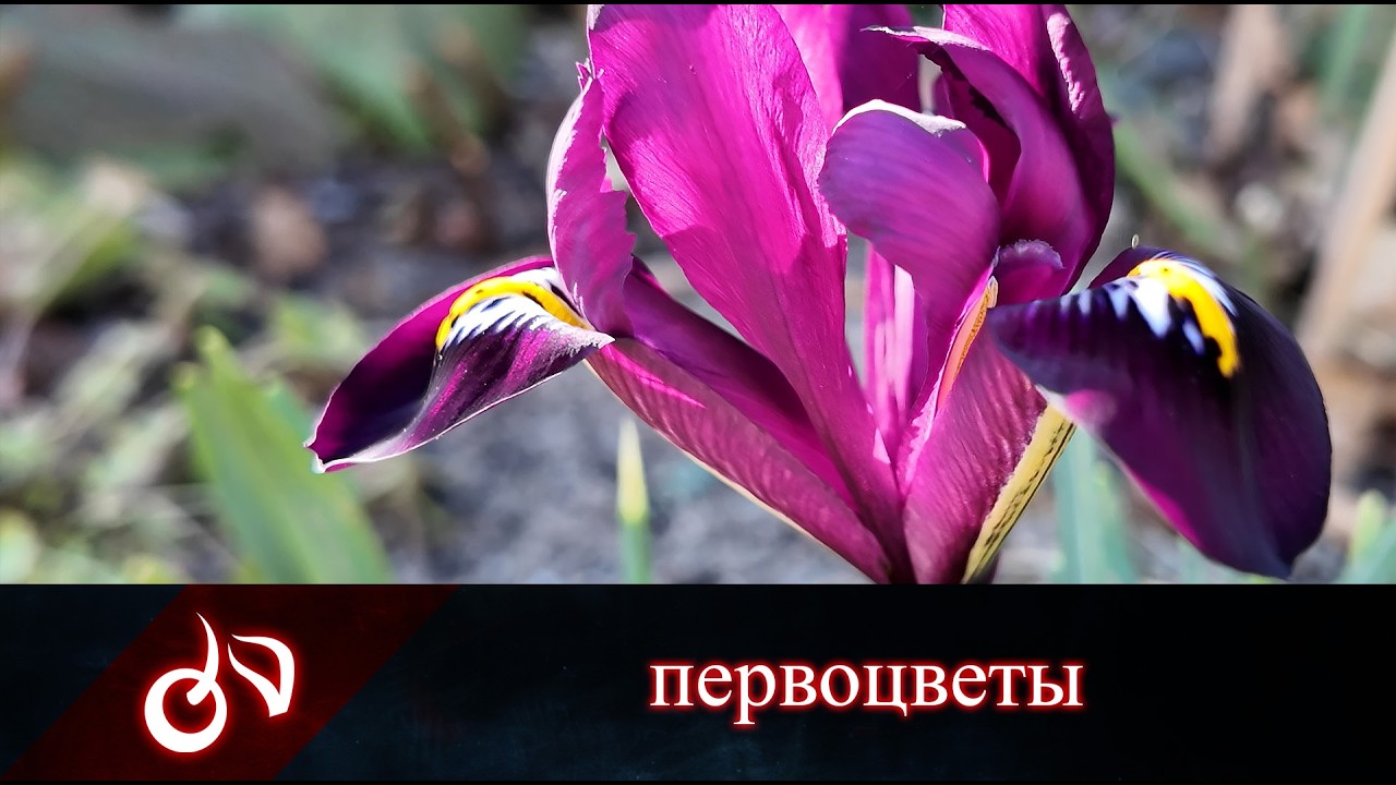 6 марта 2026, расцвели ирисы, нарциссы, хелеборус. Открыла розы.