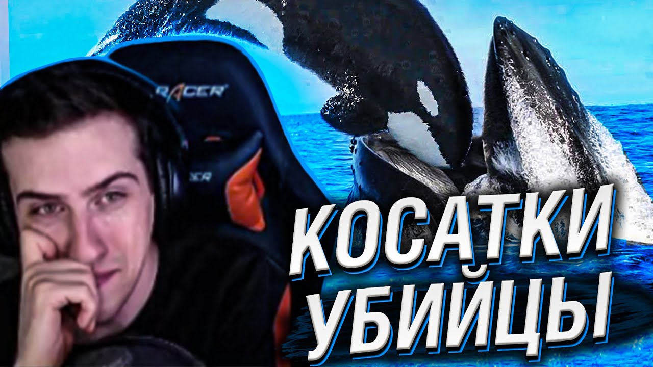 Hellyeahplay смотрит: Вот Почему Все Киты Боятся Косатки