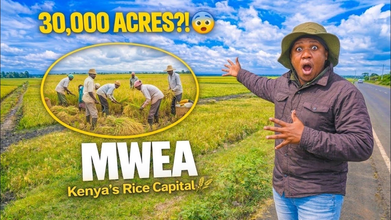 The Rice Capital of Kenya 🌾 | Inside Mwea Town.🇰🇪
