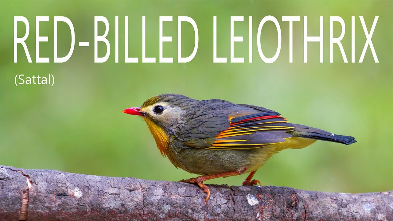 RED-BILLED LEIOTHRIX