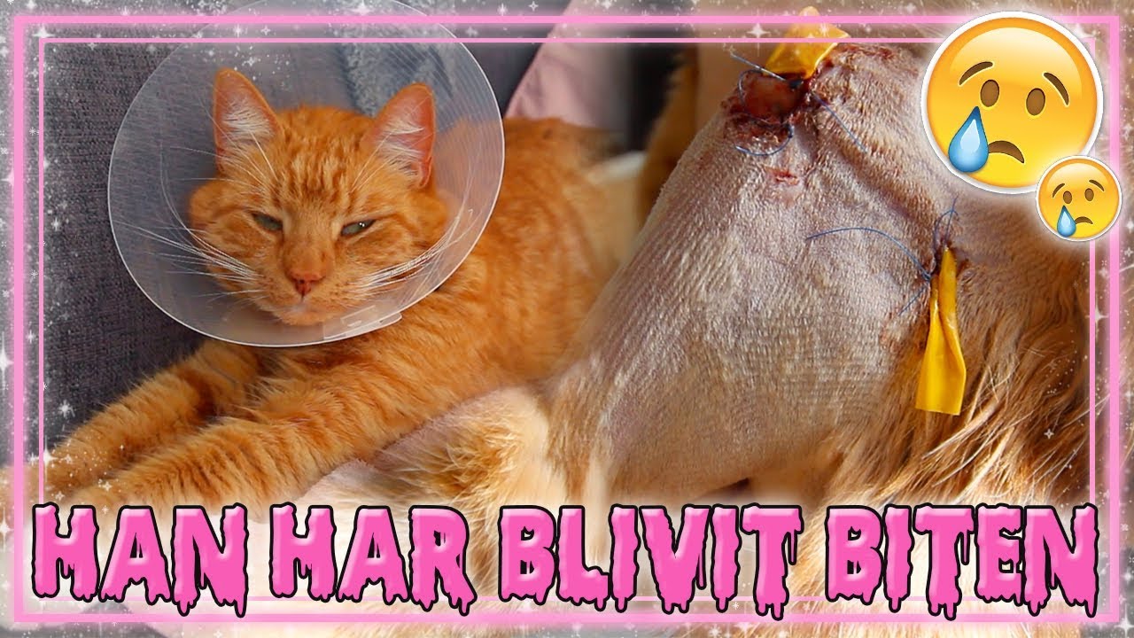 AKUT TILL VETERINÄREN... | Vlogg