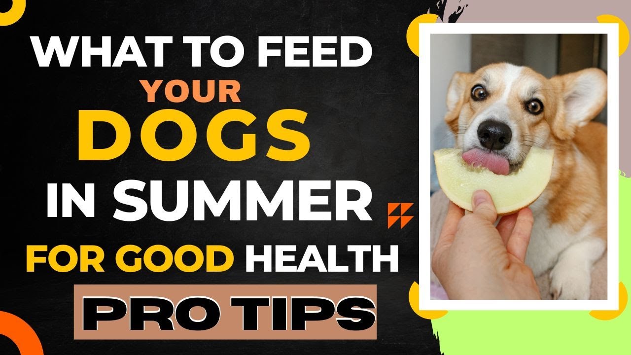 Summer Diet For Every Dog BreedHealthy food in Summer|what to feed dogs in hot weather@justdogitlko